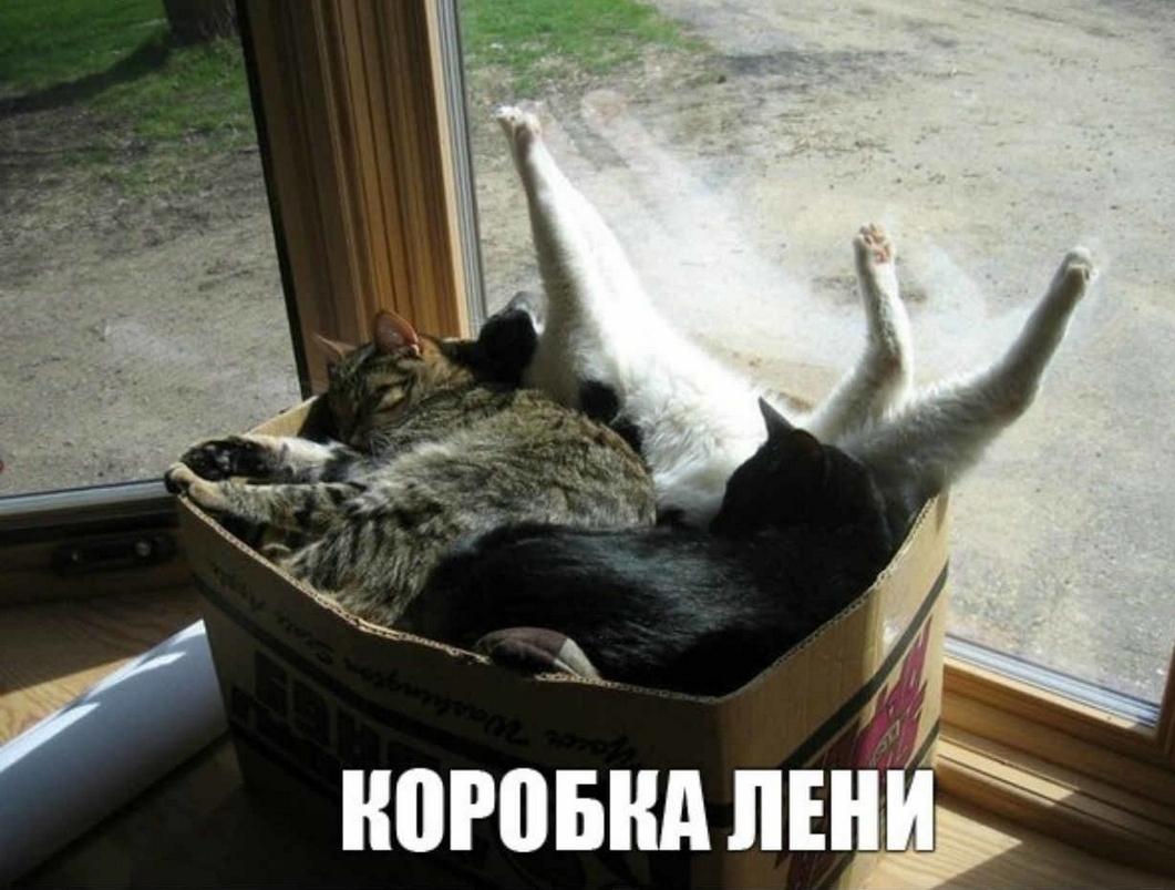 1 норовил