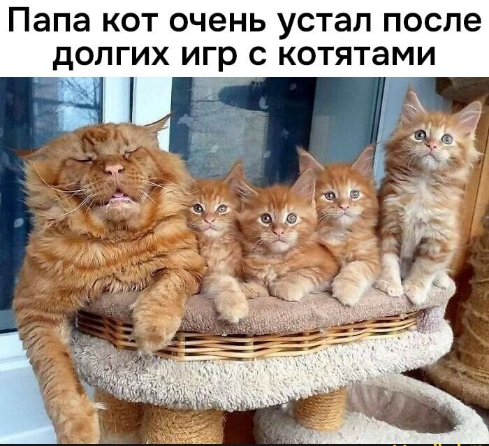 Папа кот очень устал после долгих игр с котятами