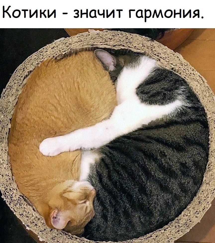 Т значит гармон