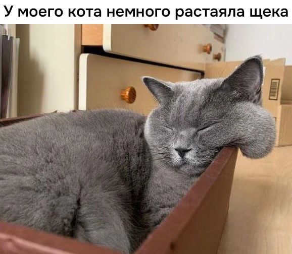 У моего кота немного растаяла щека