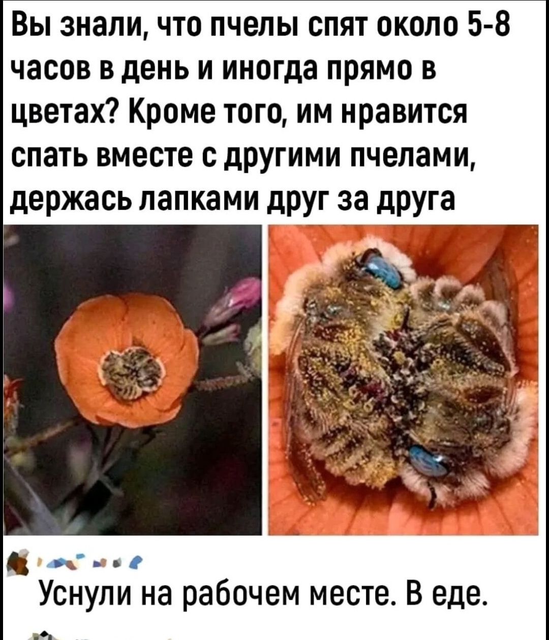 Вы знали, что пчёлы спят около 5-8 часов в день и иногда прямо в цветах? Кроме того, им нравится спать вместе с другими пчёлами, держась лапками друг за друга.

😴🐝 Уснули на рабочем месте. В еде.