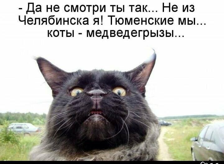 - Да не смотри ты так... Не из Челябинска я! Тюменские мы... коты - медведегрызы...