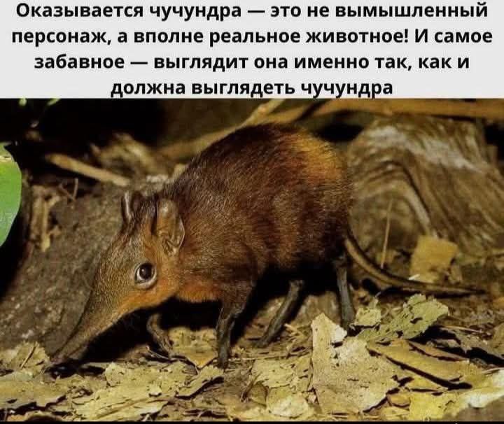Оказывается, чучундра — это не вымышленный персонаж, а вполне реальное животное! И самое забавное — выглядит она именно так, как и должна выглядеть чучундра.