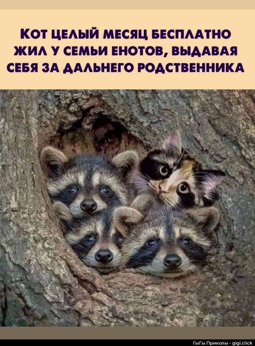 КОТ ЦЕЛЫЙ МЕСЯЦ БЕСПЛАТНО ЖИЛ У СЕМЬИ ЕНОТОВ, ВЫДАВАЯ СЕБЯ ЗА ДАЛЬНЕГО РОДСТВЕННИКА
