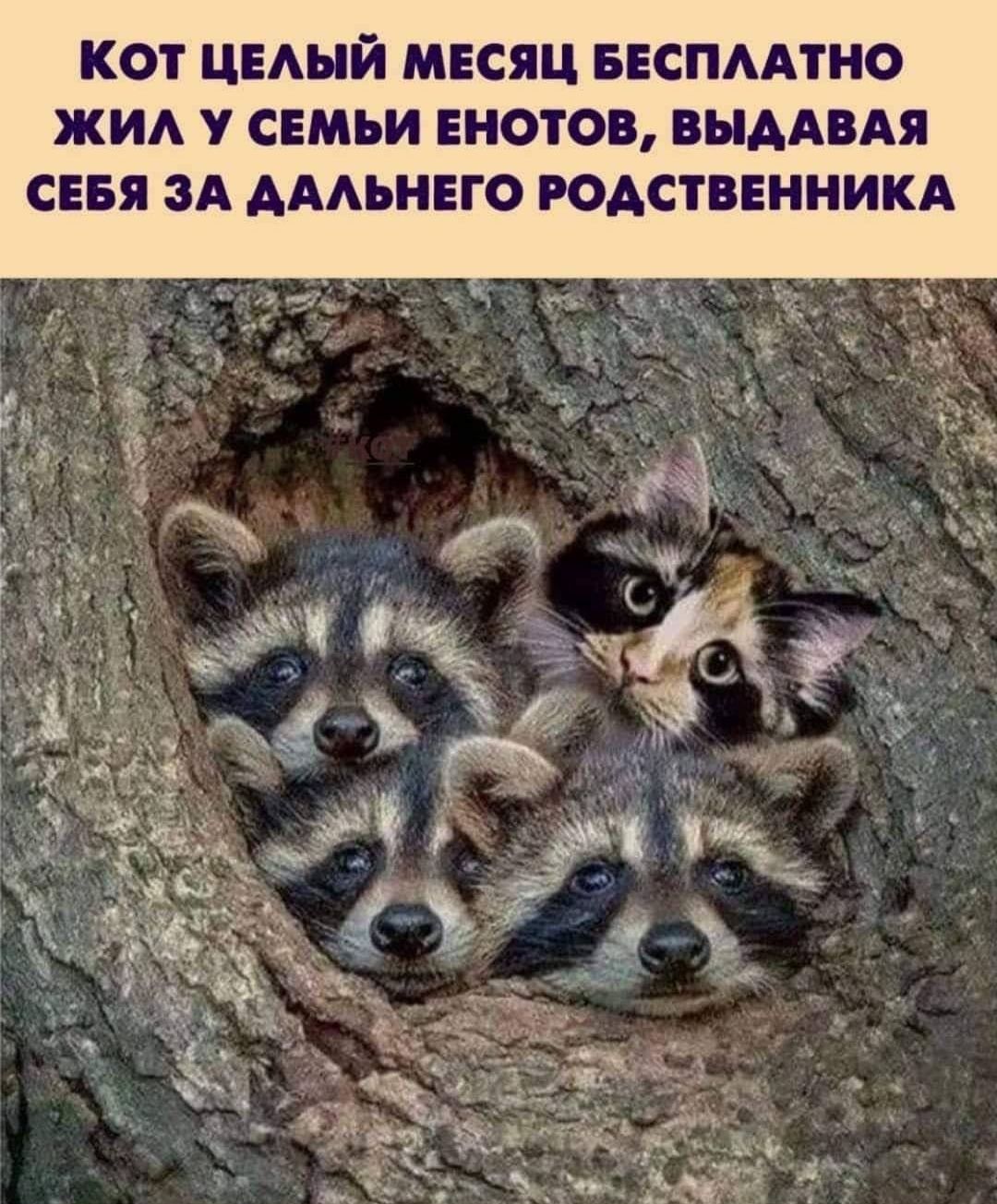 Кот целый месяц бесплатно жил у семьей енотов, выдавая себя за дальнего родственника
