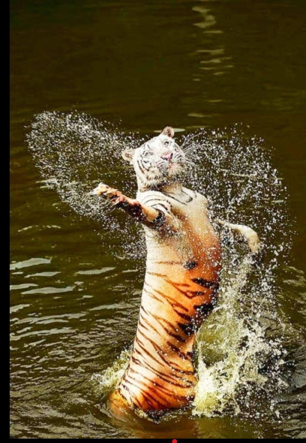 Тигр поднимается из воды, плещется в пруду