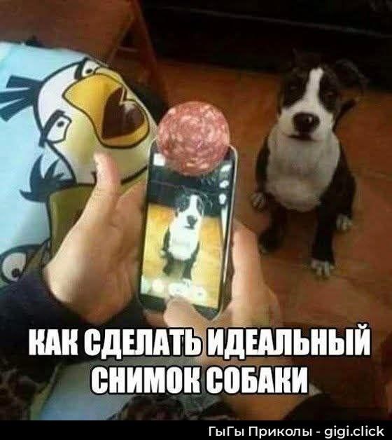 КАК СДЕЛАТЬ ИДЕАЛЬНЫЙ СНИМОК СОБАКИ. Человек держит телефон, на котором лежит кусочек колбасы. На экране телефона видно собаку, а перед телефоном сидит настоящая собака, смотрящая на колбасу. Это юмористический способ привлечь внимание собаки для фотографии.