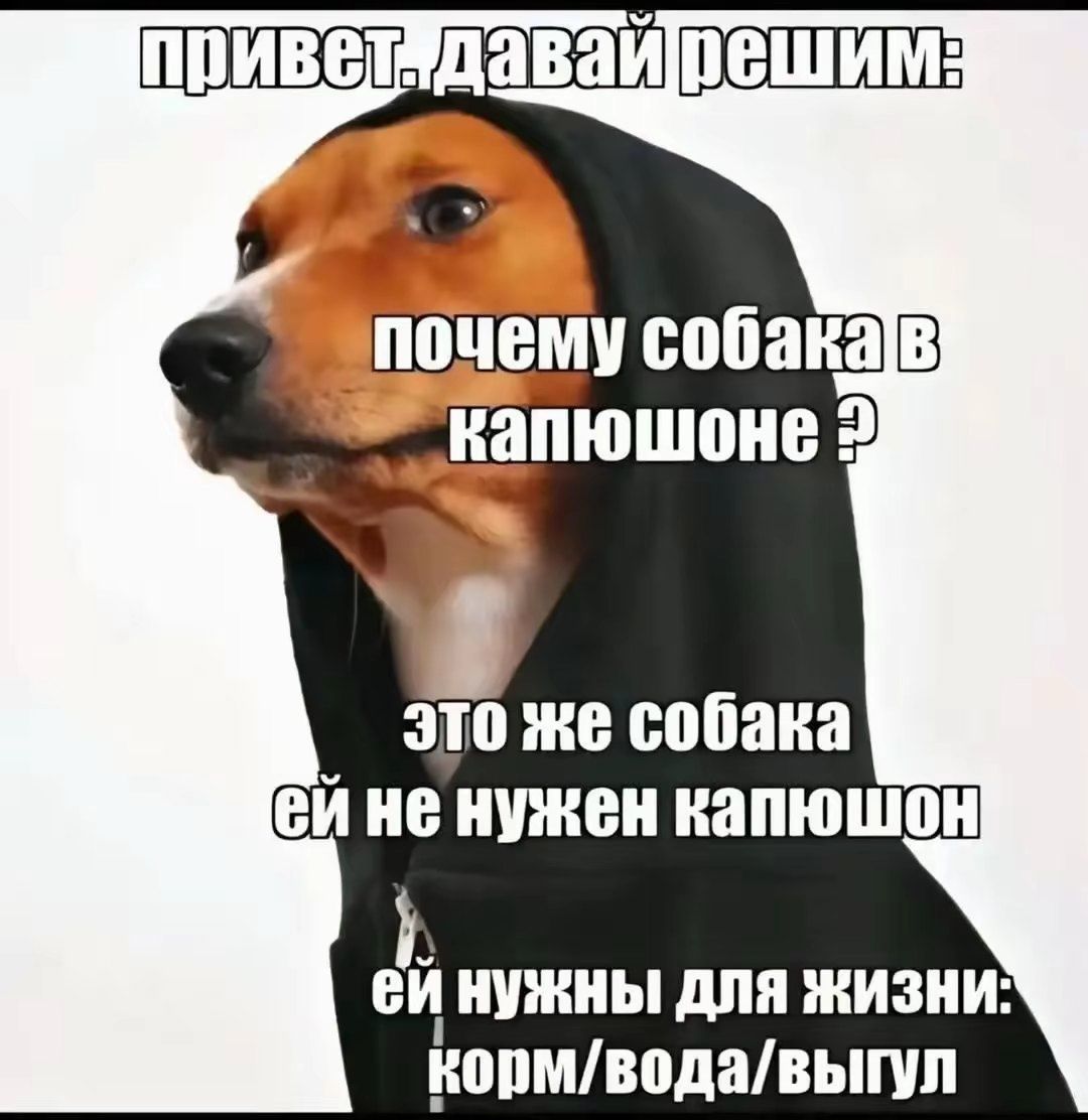 привет. давай решим: почему собака в капюшоне ? это же собака ей не нужен капюшон ей нужны для жизни: корм/вода/выгул