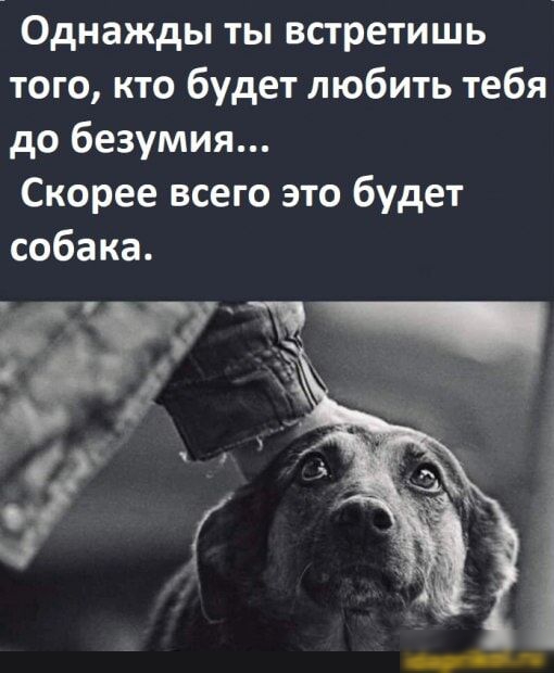 Однажды ты встретишь того кто будет любить тебя до безумия Скорее всего это будет собака