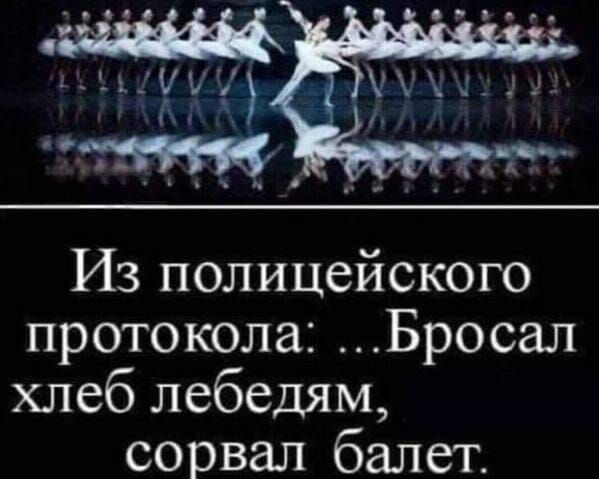 Из полицейского протокола Бросал хлеб лебедям сорвал балет