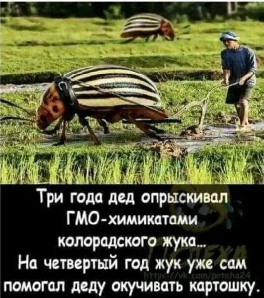 Три года дед опрыскивал ГМО-химикатами колорадского жука...
На четвертый год жук уже сам помогал деду окучивать картошку.