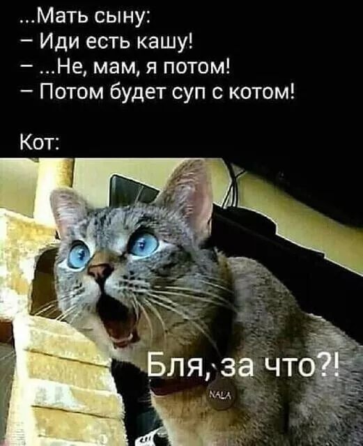 Мать сыну Иди есть кашу Не мам я потом Потом будет суп с котом Кот