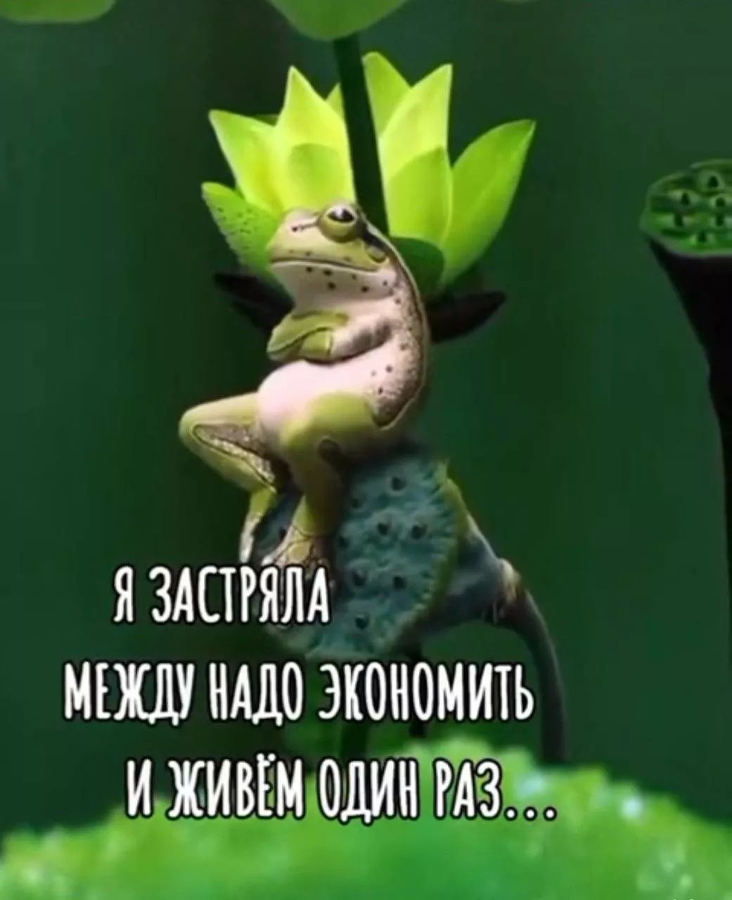 Я застряла между надо экономить и живём один раз...