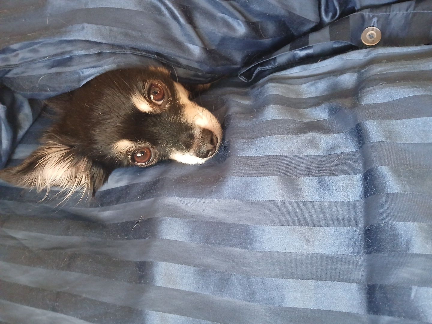 собака с приоткрытым глазом лежит на синем полосатом одеяле