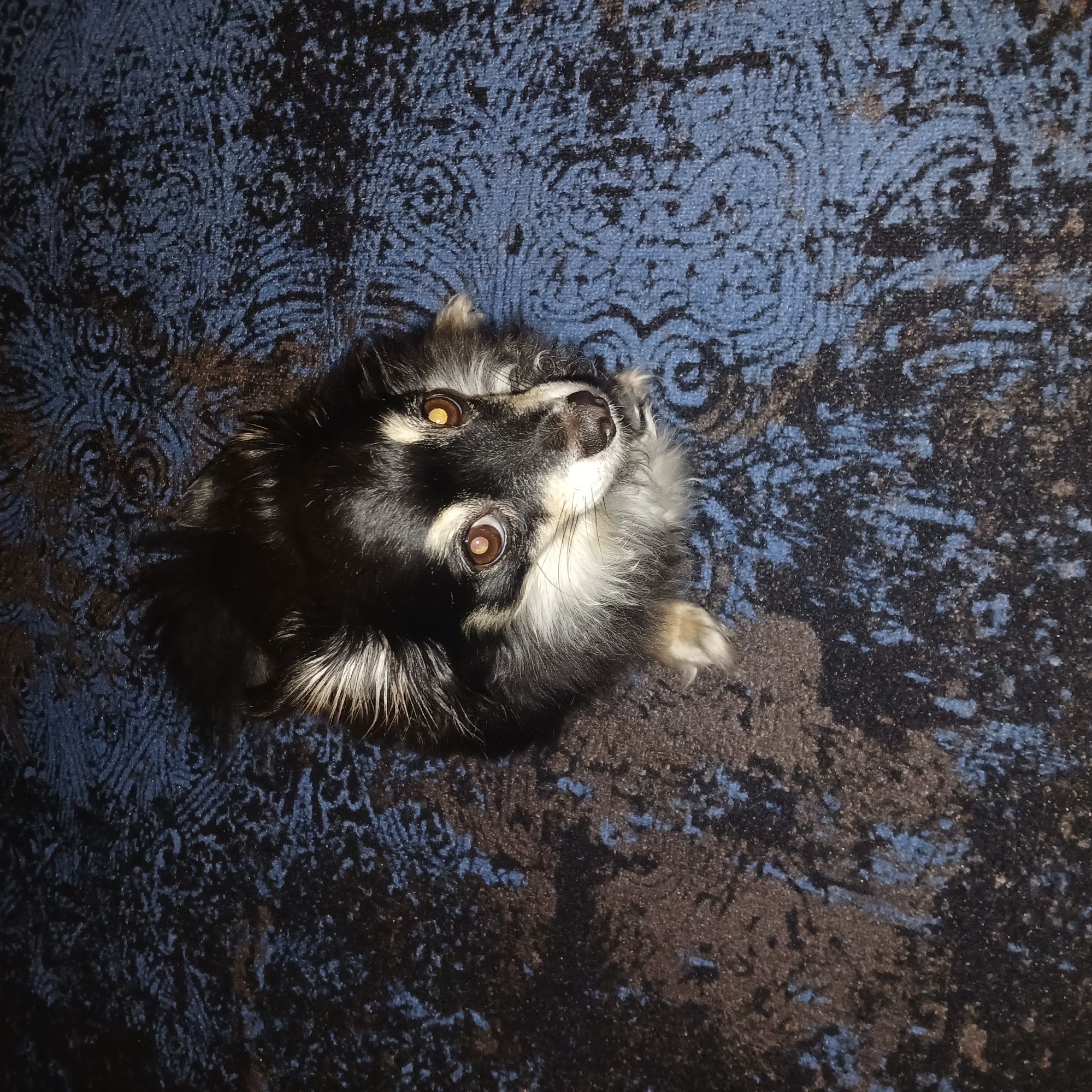 Собака лежит на боку на синем ковре, фотография сверху.