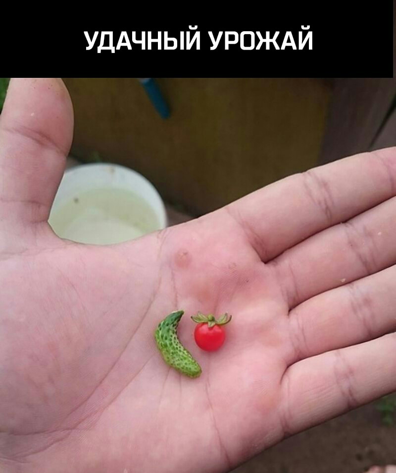 УДАЧНЫЙ УРОЖАЙ