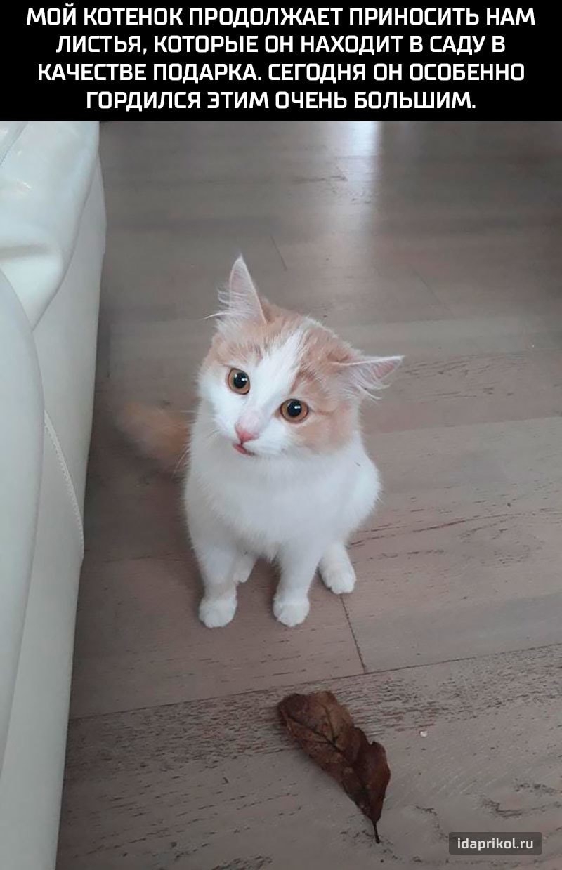 МОЙ КОТЕНОК ПРОДОЛЖАЕТ ПРИНОСИТЬ НАМ ЛИСТЬЯ КОТОРЫЕ ОН НАХОДИТ В САДУ В КАЧЕСТВЕ ПОДАРКА СЕГОДНЯ ОН ОСОБЕННО ГОРДИЛСЯ ЗТИМ ОЧЕНЬ БОЛЬШИМ