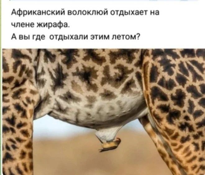 Африканский волоклой отдыхает на члене гирафа. А вы где отдыхали этим летом?