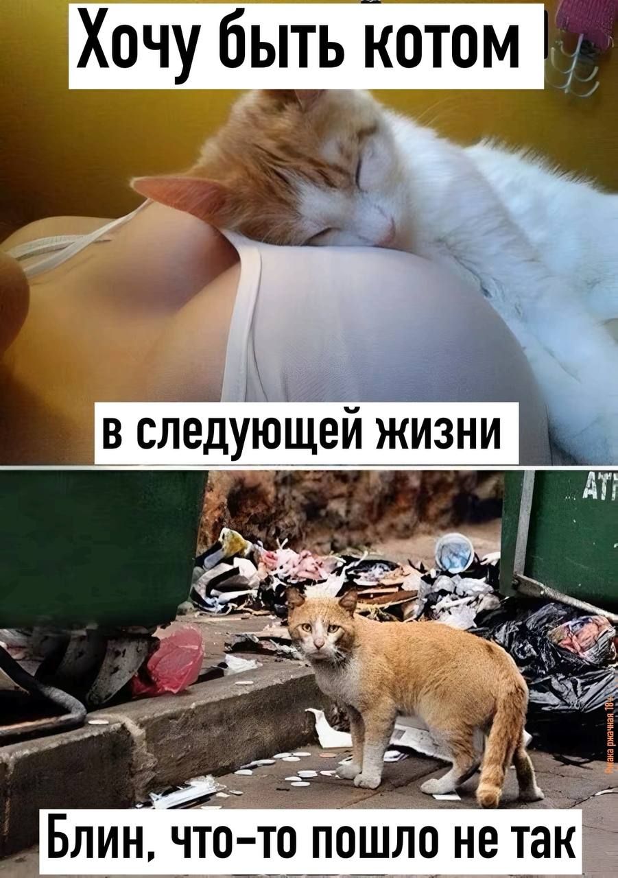 Хочу быть котом в следующей жизни
Блин, что-то пошло не так