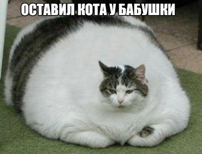 гпепщип ШПД БАБУШКИ