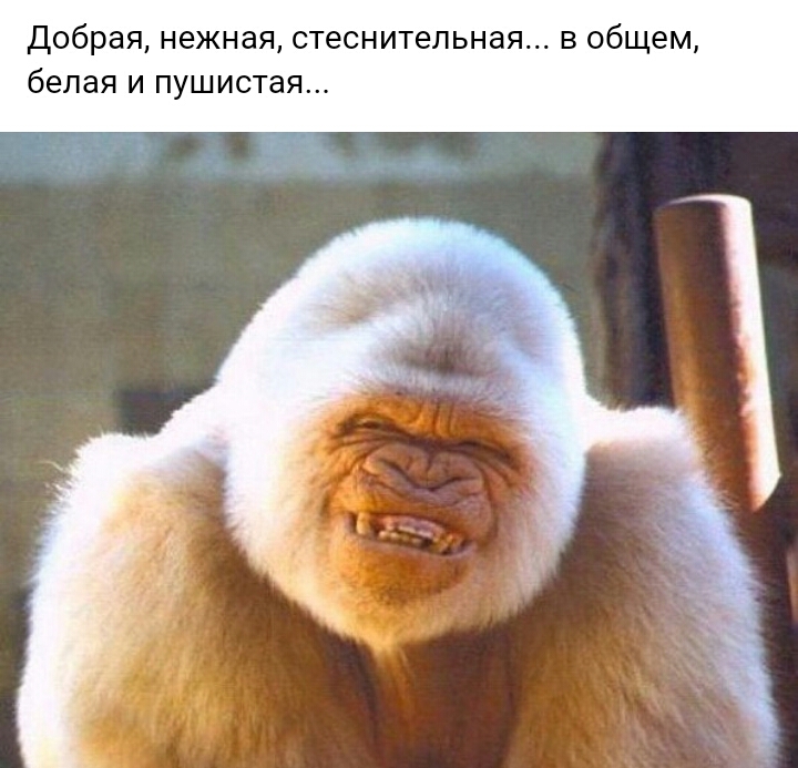 Добрая нежная стеснительная в общем белая и пушистая