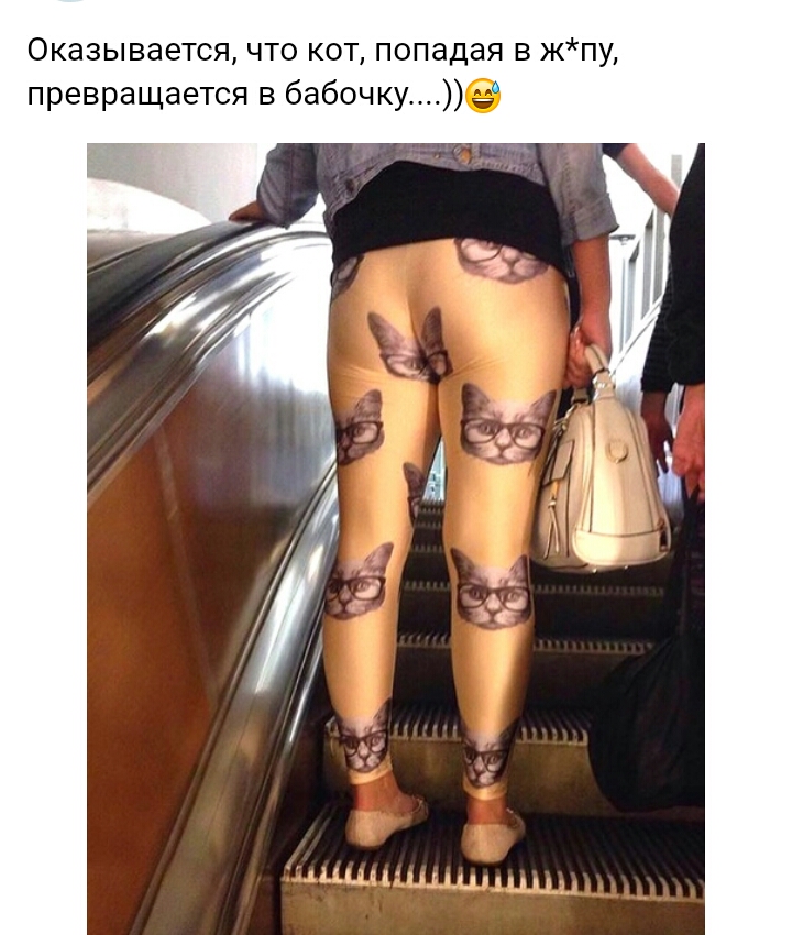Оказывается что кот попадая в жпу превращается в бабочкуе чынчнндмцд