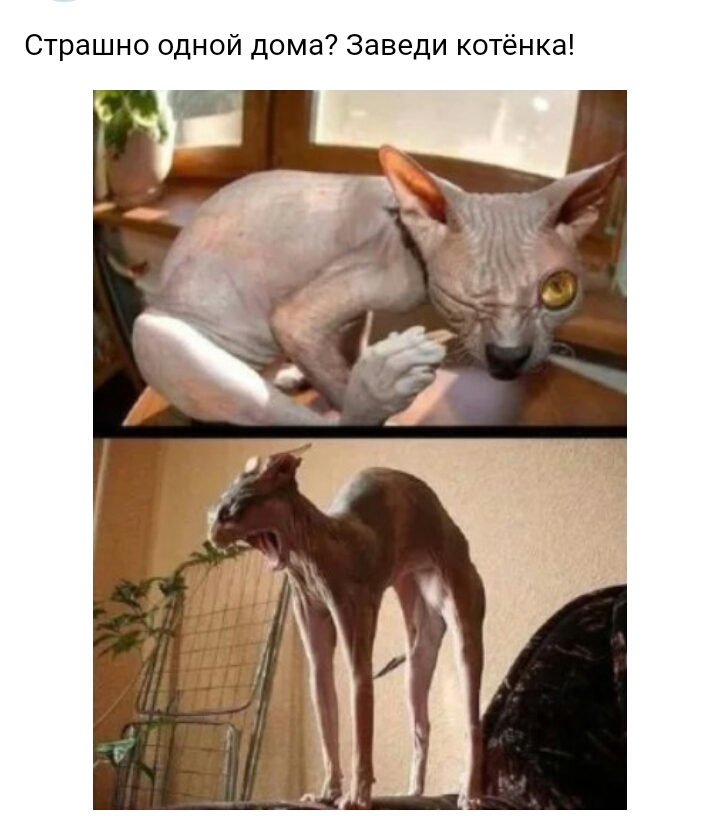 Страшно одной дома Заведи котёнка