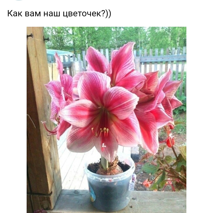 Как вам наш цветочек