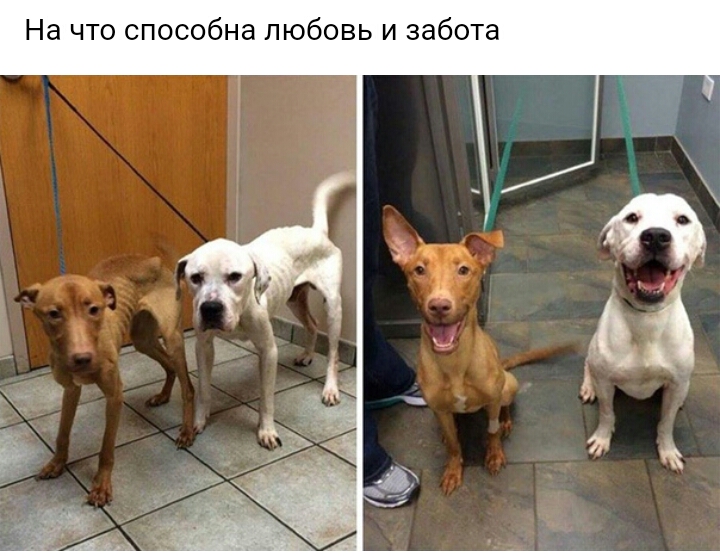 На что способна любовь и забота