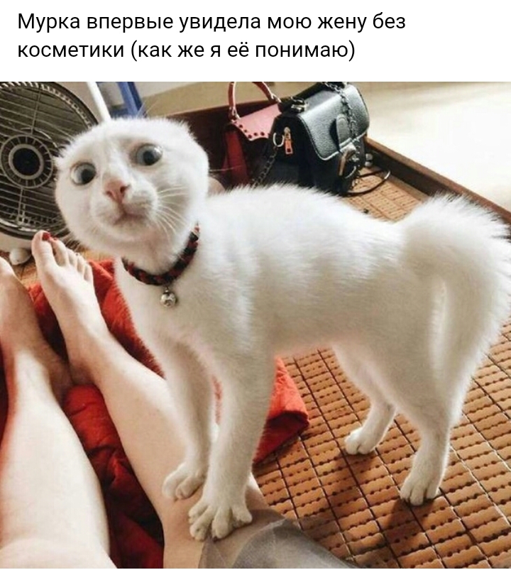 Мурка впервые увидела мою жену без косметики как же я её понимаю