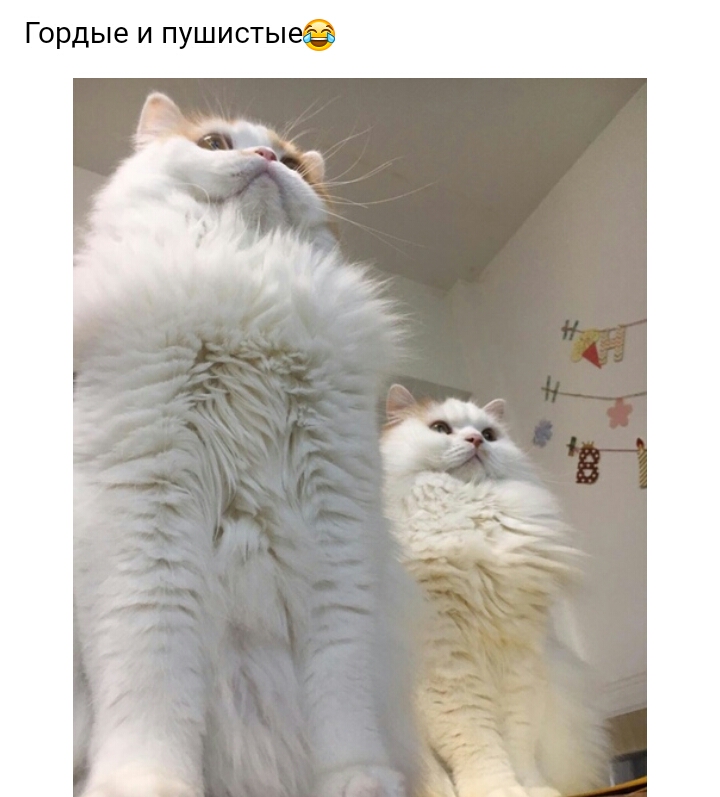 Гордые и пушистые