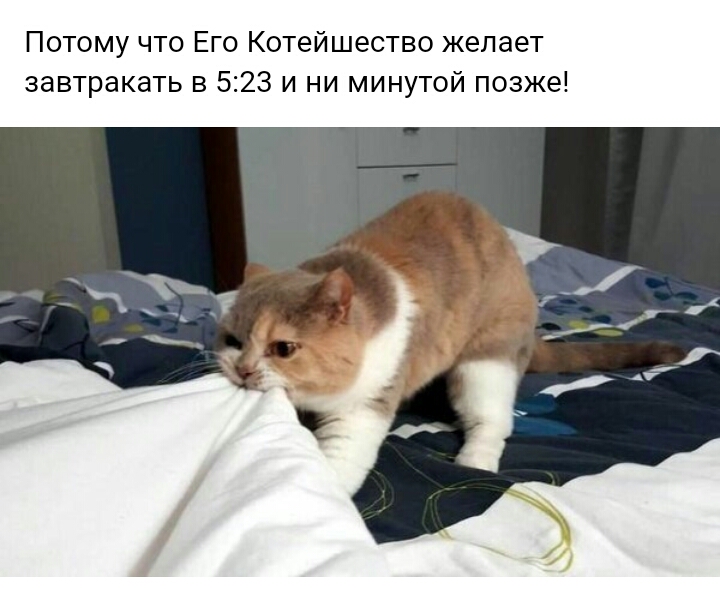Потому что Его Котейшество желает завтракать в 523 и ни минутой позже