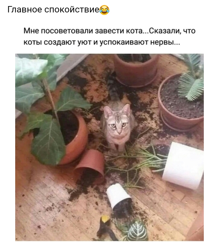 Главное спокойствиее Мне ПОСОВеТОВЗЛИ ЗЭВеСТИ котаСказали ЧТО КОТЫ создают УЮТ И УСПОКЗИВЭЮТ нервы