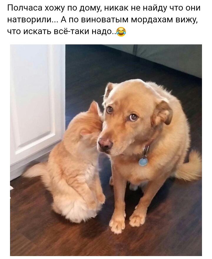 Полчаса хожу по дому никак не найду что они натворили А по виноватым мордахам вижу что искать всё таки надо
