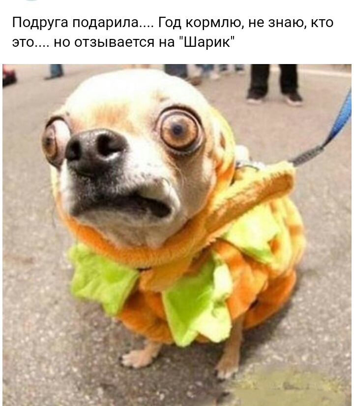 Подруга подарила Год кормлю не знаю кто это но отзывается на Шарик 7