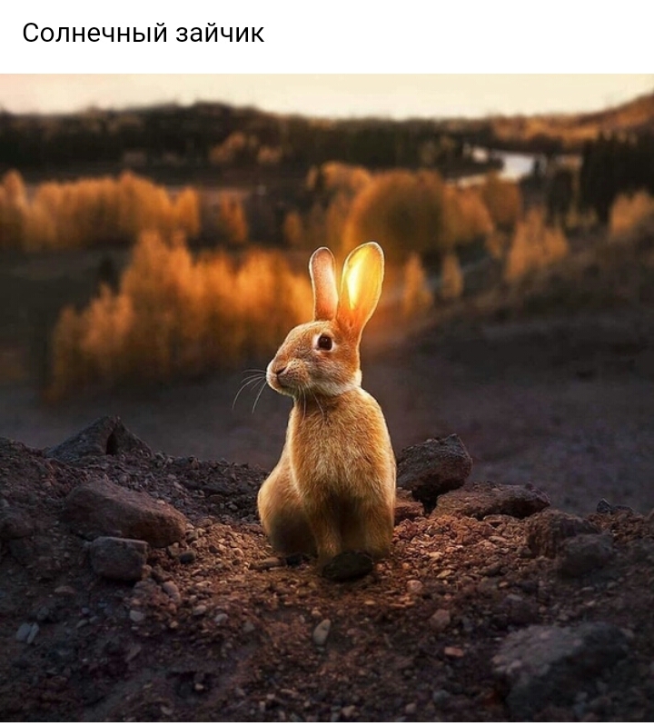 Солнечный зайчик