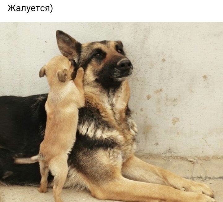 Жалуется