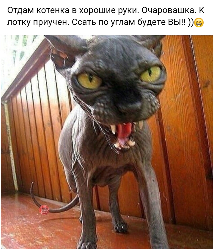 Отдам котенка в хорошие руки Очаровашка К лотку приучен Ссать по углам будете ВЫН