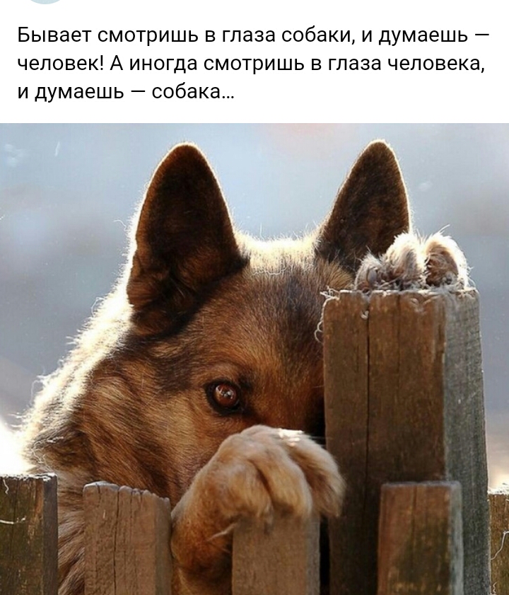 БЫВЗЭТ СМОТРИШЬ В глаза собаки И Думаешь _ человек А иногда СМОТРИШЬ В глаза человека И Думаешь _ собака