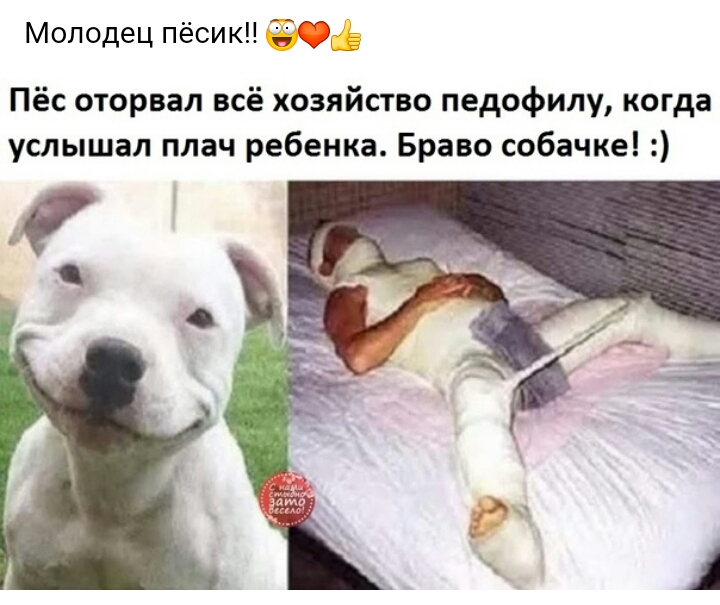 Молодец пёсик 3331 _ Пёс оторвал всё хозяйство педофилу когда услышал плач ребенка Браво собачке