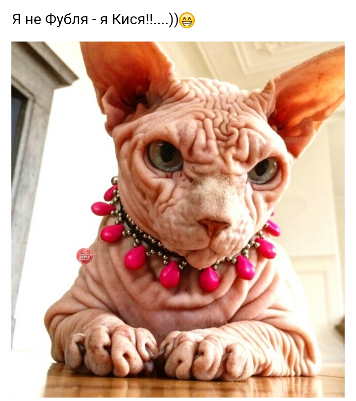 Я не Фубля я Кися
