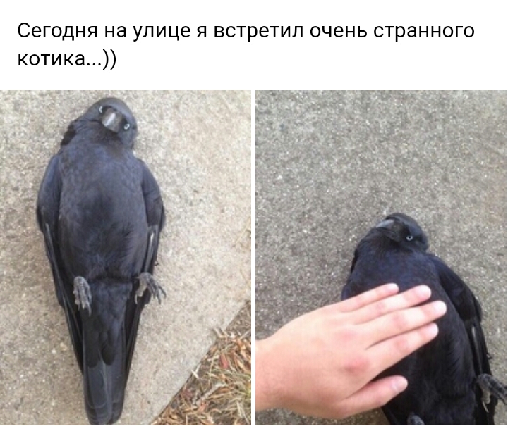 Сегодня на улице я встретил очень странного котика