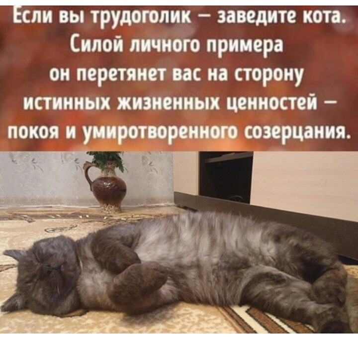 ли вы трудршпик ищите коп Силой итп примера ои перетяип вас на сторону папиных хижины ценности покоя и ширшиия