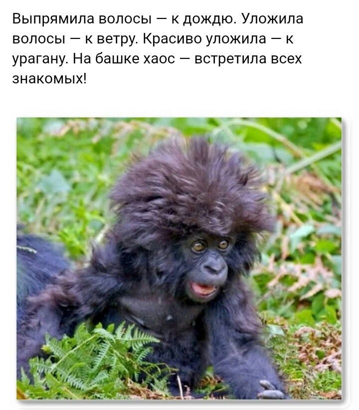Выпрямипа волосы дождю Упожипа волосы ветру Красиво уложила к урагану На башке хаос встретила всех знакомых