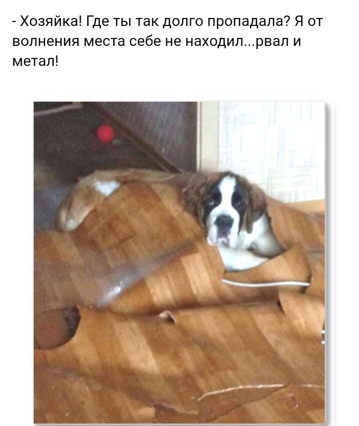 Хозяйка Где ты так долго пропадапа Я от волнения места себе не находил рвал и метап