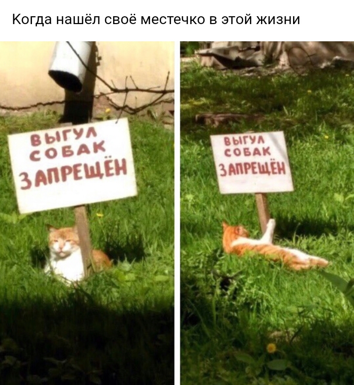 Когда нашел свое местечко в этой жизни вычд совы ЦНИИ