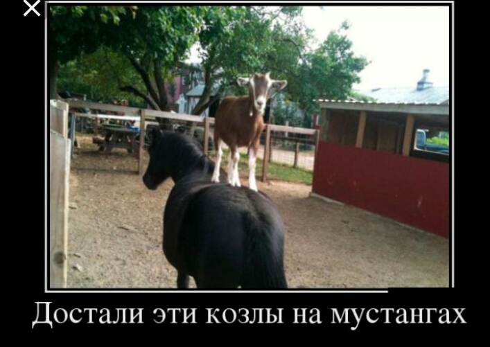 ДОСТЦЛИ ЭТИ КОЗЛЫ па мустангах