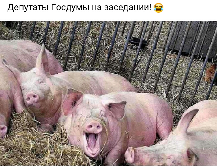 Депутаты Госдумы на заседании