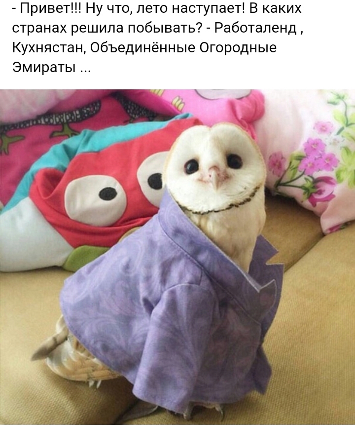 Привет Ну что лето наступает В каких странах решила побывать Работаленд Кухнястан Объединённые Огородные Эмираты