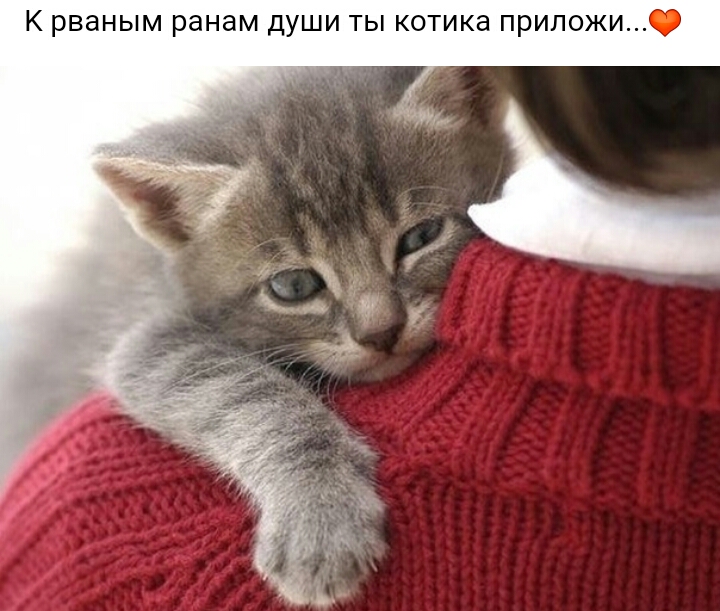 К рваным ранам души ты котика приложи